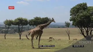 Giraffe giving birth LWS