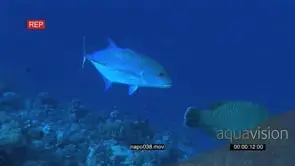 Humphead Wrasse and Bluefin Kingfish swimming and turning on coral reef underwater in.