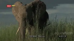 Elephant eating from high grasses coming close and sniffing to camera in low angle