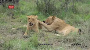 Juvenile African Lions laying down and interacting then one walking away MWS HAND