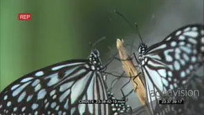 Butterflies sitting and interacting on a tree branch GENERAL BEHAVIOUR ;