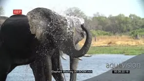 Slow motion of elephant bull standing in water and spraying water over himself