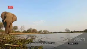 Spectacular low angle footage of elephants drinking at waterhole
