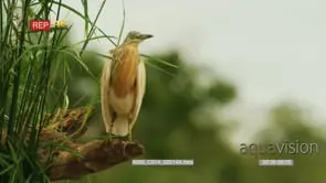 Squacco heron perched on a branch