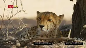 Young adult cheetah lying under tree turning around