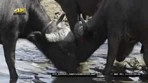 Cape Buffalo [2] drinking water