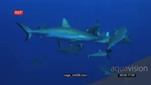 School of Grey Reef Sharks swimming around bait underwater in ocean and bumping it LWS.