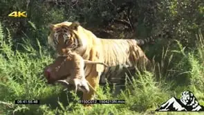 Tiger carrying Impala carcass GREEN LS