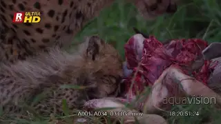 Female Cheetah and her Cub laying down, biting and feeding on the dead carcass remaining.