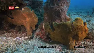 Close up shot of two giant frogfish, Antennarius commerson.
