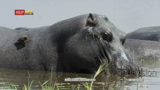 Oxpecker perched on the back of a Hippo making cuts and removing bugs, feeding on ticks.