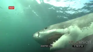 Great White Shark camera bumps UW