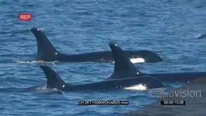 A Pod of Killer Whales Swimming and Porpoising GOOD LIGHT