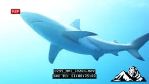 Blacktip Shark Swimming passing by the camera