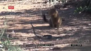 Slender Mongoose and Black Mamba Fight to the Death.
