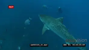 Tiger Shark with Remora Fish swimming underwater in ocean passing over a school of.