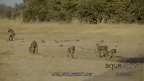 Young and adult Chacma baboon troop walking past the camera