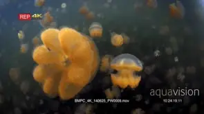 Pulsating Golden Jellyfish,Mastigias papua etpisoni in Jellyfish lake(fifth Lake) on Eil.