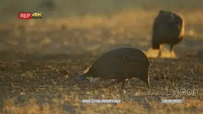 Helmeted guineafowl feeding in a dusty dry rocky landscape