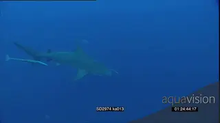 Peter Lamberti diving with Zambezi Bull Sharks