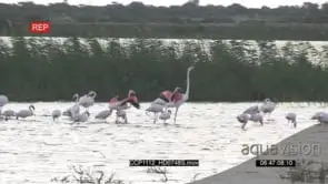 A flock of Flamingos landing and standing in the River Fishing GENERAL BEHAVIOUR