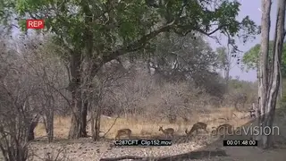 Leopard (Panthera pardus) camouflaged in tree stalking then attack Impala from tree.