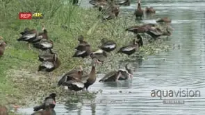 black-bellied tree ducks preening next to pond GOOD LIGHT