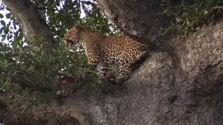 Leopard feeding on a kill on top of the tree Alert