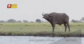 Cape buffalo standing, looking towards camera, urinating and ruminating.