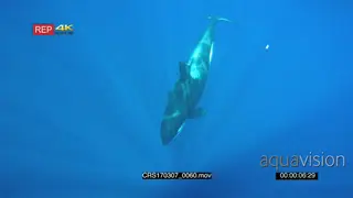 A pod of Killer Orca Whales Hunting along with the handicapped whale UW SOCIAL BEHAVIOUR