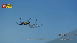 Golden Silk Orb Spider walking, making a web and marking territory. MCU;DAY.