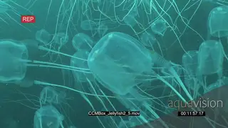 School of Box Jellyfish swimming and floating underwater in ocean MLS PAN