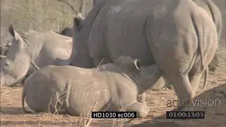 White Rhino herd resting juvenile calf suckling off mother MLS
