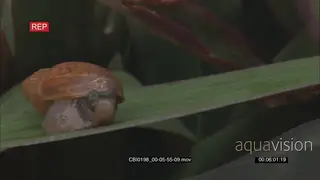 Snail on leaf sticks head out of shell then slowly moves away DAY MS