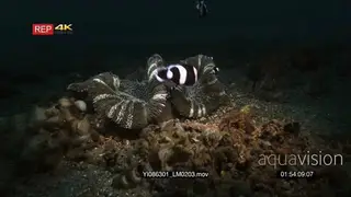 Wide shot of an Adult fanning and protecting its newly laid eggs of Clark's Anemonefish.