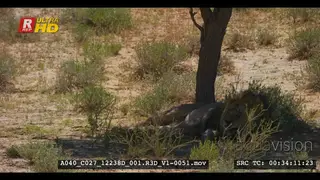 Male lion with black mane standing up and then resting in the shade of a tree