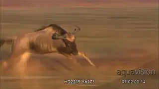 Adult Blue Wildebeest aggressive herd, chasing, running and pronking around.