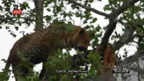 Leopard feeding on Antelope on top of the tree LA WS MCU