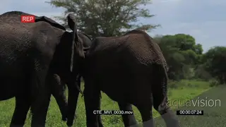 A herd of African elephants standing and walking and two them play fighting FF GREEN