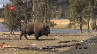 American Bison walking GENERAL BEHAVIOUR