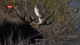 Male Moose standing and grazing MS PROFILE GENERAL BEHAVIOUR