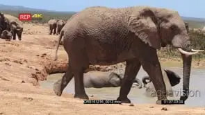 A Large Herd of African Elephants grazing with a pair of Calves mud bathing GENERAL.