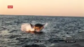 Great White Shark jumping out of ocean fishing Small Breach WS HAND