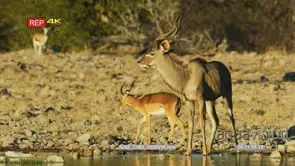 Greater kudu drinks from a watering hole as a black-faced impala walks by and springbok.