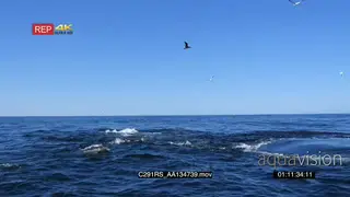 TOPSIDE a bait ball of sardines, A group of seals and a school of common dolphins swimming.
