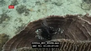 Lionfish swimming out of the habitat