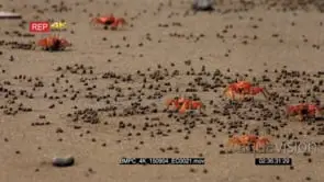 CU shot of feeding red crabs, ghost crab scurrying sideways across Isla de la Plata beach.