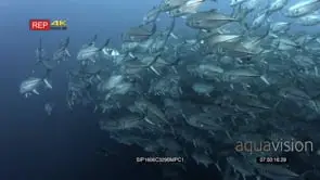 MS of hundreds of bigeye trevally fish swirl in front of the camera