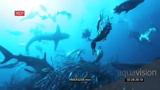 Blacktip Sharks and Cape Gannets feeding frenzy on Sardine bait ball UW