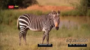 Cape Mountain Zebra Standing Looking at the camera and starts grazing